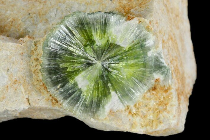 Radiating, Green Wavellite Crystal Aggregation - Arkansas #127100